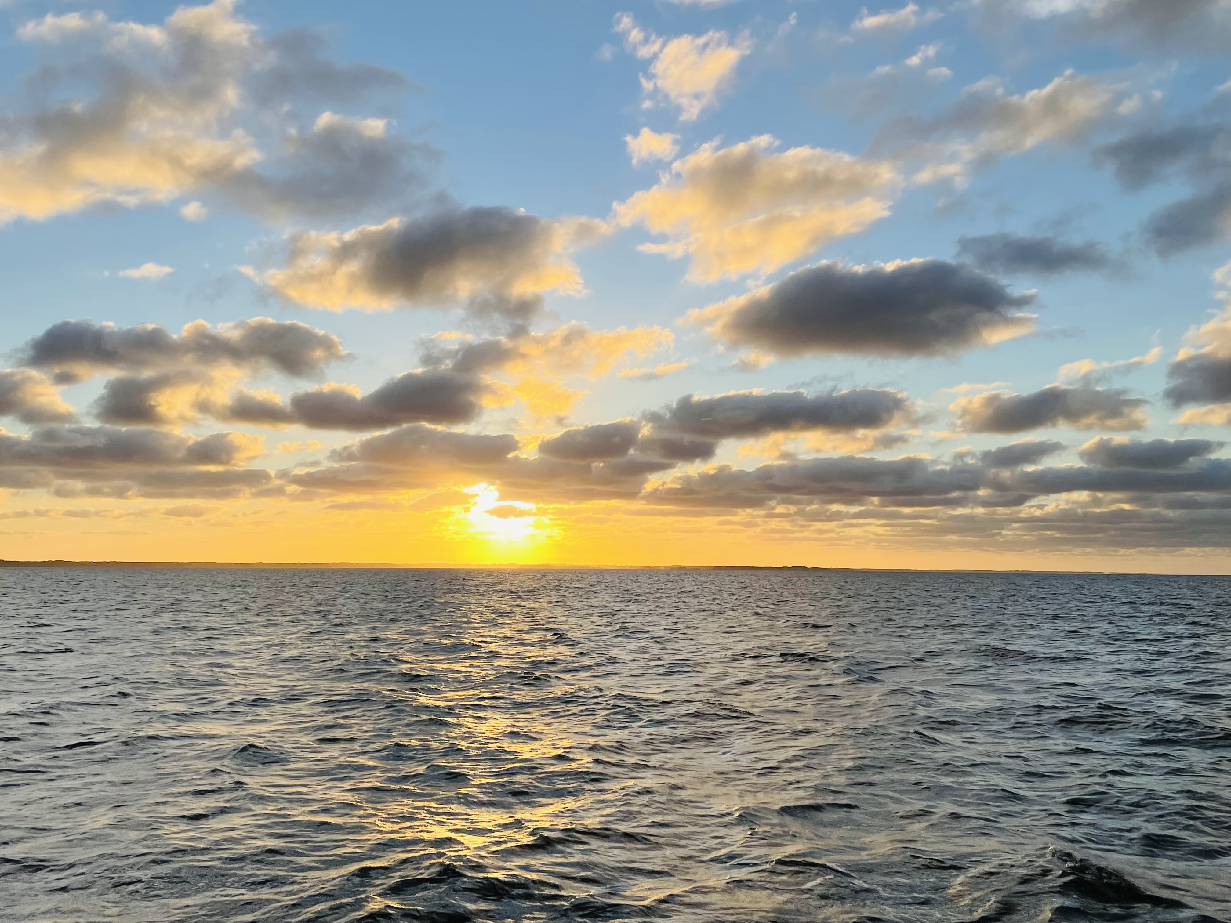 Things To Do Cetacean Cruises