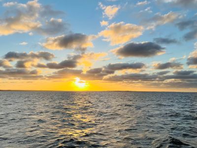 Things To Do Cetacean Cruises