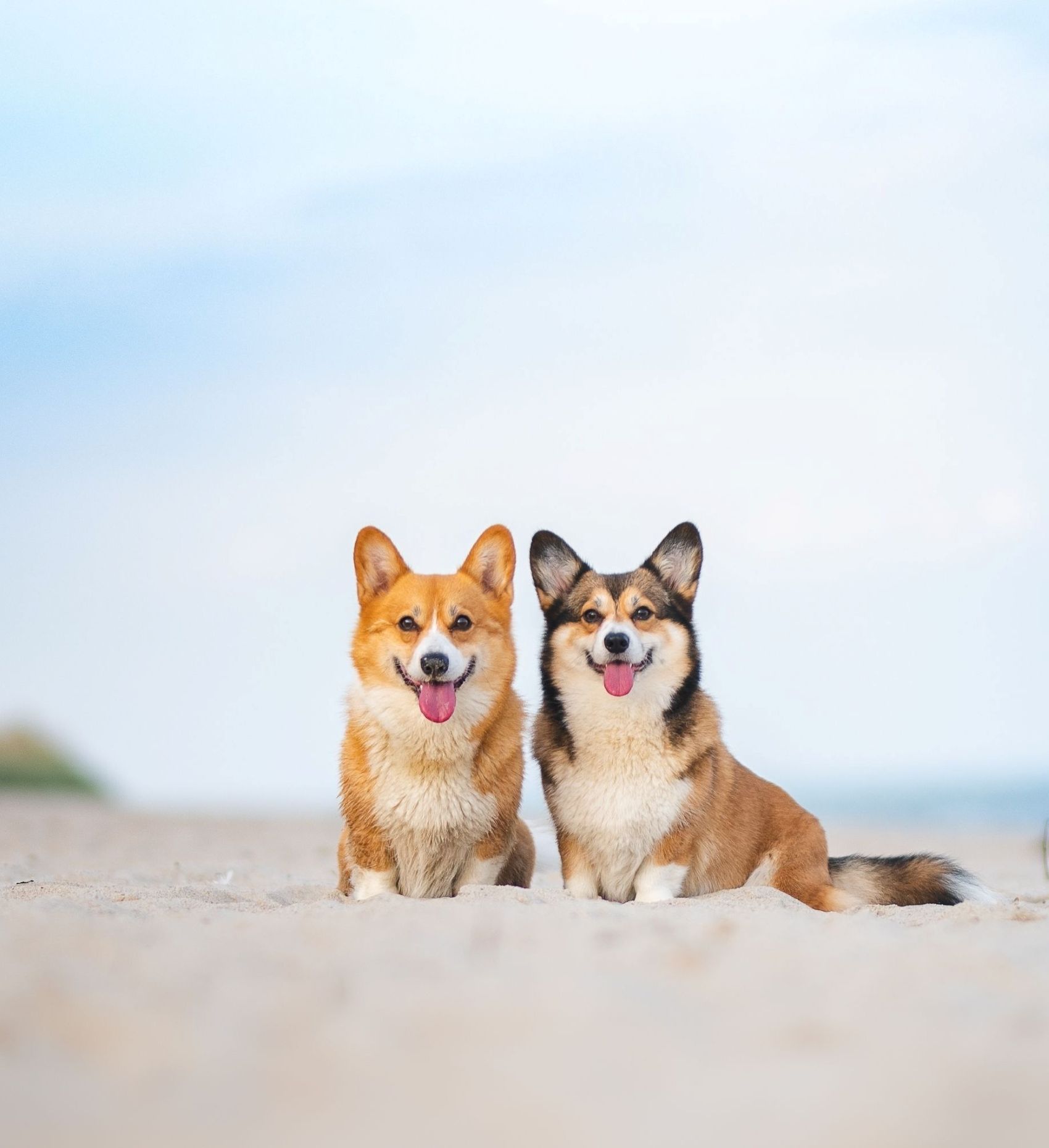 Things To Do Perdido Key Dog Beach
